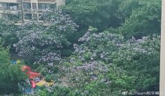 和平精英晴天辅助官方版