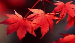 和平精英落叶辅助怎么用