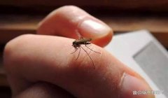 和平精英蜗牛辅助下载码